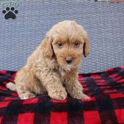 Coy/Mini Goldendoodle									Puppy/Male																/8 Weeks,Here comes the puppy of your dreams! Soft, fluffy, and kissable! This little cutie comes up to date on shots and dewormer and vet checked. The breeder made sure that the puppies are all well socialized with children and family raised. If you are interested in learning more about our puppies contact us today!