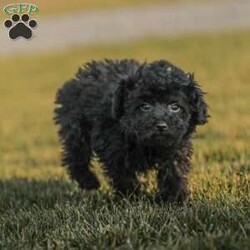 Alex/Toy Poodle									Puppy/Male																/11 Weeks,Meet the curliest, cutest bundle of love! This Miniature Poodle baby is eager to meet everyone, wiggling with joy over the thought of making a new friend. Our children love spending plenty of time with them, especially since these puppies are raised in our house where they can be near us all the time. Super friendly and fun, there will be no lack of excitement and laughter with one of them in your life! We are getting them vet checked, and up to date on shots and dewormer. Their father is a Toy Poodle, so these puppies are on the smaller side of Miniature. Call us soon to claim this cutie as yours!