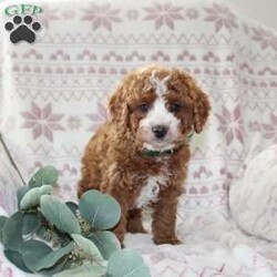 Bailey/Mini Aussiedoodle									Puppy/Female														/October 5th, 2024,Do you need a gentle, smart, and playful Mini Aussiedoodle? This adorable little cutie comes up to date on shots and dewormer and will be vet checked before going home. The mother Penny is our family pet and the sire is a Miniature Poodle. If you are looking to add a new puppy to your home this holiday season contact us today! 