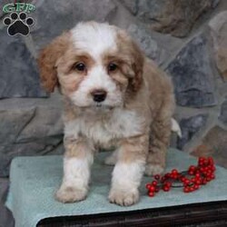 Regina/Mini Aussiedoodle									Puppy/Female														/9 Weeks,Do you need a fluffy, smart, and hypoallergenic Mini Aussiedoodle? This adorable little cutie comes up to date on shots and dewormer and will be vet checked before going home. The mother Miley is a Mini Aussiedoodle and the sire Range is a Miniature Poodle. If you are looking to add a new puppy to your home this holiday season contact us today! 