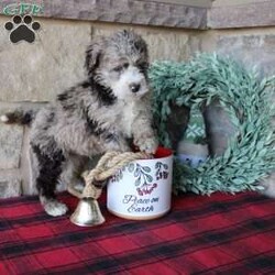 Kris/Mini Labradoodle									Puppy/Male																/6 Weeks,Here comes a multigenerational Mini Labradoodle puppy who is friendly, hypoallergenic, and has a luxuriously soft coat of curls! This little cutiepie comes up to date on shots and dewormer and is vet checked! The breeder specializes in the most hypoallergenic variety of Labradoodle puppies! The mother Kathy is a 3rd generation Mini Labradoodle and the sire Trooper is a Mini Poodle. If you are searching for the perfect puppy contact Nancy today! 