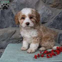 Regina/Mini Aussiedoodle									Puppy/Female														/9 Weeks,Do you need a fluffy, smart, and hypoallergenic Mini Aussiedoodle? This adorable little cutie comes up to date on shots and dewormer and will be vet checked before going home. The mother Miley is a Mini Aussiedoodle and the sire Range is a Miniature Poodle. If you are looking to add a new puppy to your home this holiday season contact us today! 