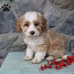 Regina/Mini Aussiedoodle									Puppy/Female														/9 Weeks,Do you need a fluffy, smart, and hypoallergenic Mini Aussiedoodle? This adorable little cutie comes up to date on shots and dewormer and will be vet checked before going home. The mother Miley is a Mini Aussiedoodle and the sire Range is a Miniature Poodle. If you are looking to add a new puppy to your home this holiday season contact us today! 