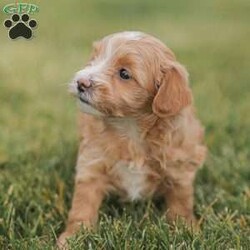 Barry/Maltipoo									Puppy/Male																/6 Weeks,Meet our adorable Maltipoo puppies! These puppies get their momma’s spunk and energy! We raise these puppies right along with our children! They share the house with us and are used to using puppy pads consistently.