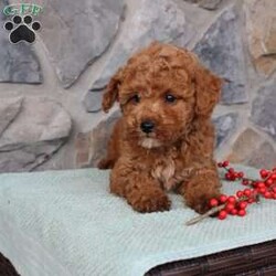 Junior/Toy Poodle									Puppy/Male																/10 Weeks,Meet Junior the little Toy Poodle puppy with a big heart and soft curls! This charming pup comes up to date on shots and dewormer and is vet checked. The mother is a Toy Poodle named Ruby and the father is also a purebred Toy Poodle! Our puppies are well socialized with children and family raised! If you are seeking a tiny pup who will stay small contact us today! 