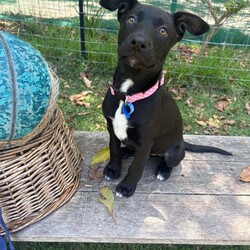 Toes/Siberian Husky / Australian Kelpie/Female/2 Months,Hello there, I'm Toes, I'm a bundle of joy with a heart full of puppy love to give. I'm just starting to explore the world and I'm eager to learn everything about life! I need a family who can teach me new things every day. I'm an easy-going pup with a moderate lifestyle. I love playtime and naptime equally. While I'm very sociable with other dogs, I'm still learning how to make friends. So, if you have other dogs at home, that would be pawsome! I promise to be a good sister. I have no known history of issues with children or other animals, so I should fit in just about anywhere. My only requirement is that my new family works average hours, so I am not left alone for too long while I settle in to my forever home. After all, a social butterfly like me loves company! I may just be a puppy, but I promise to grow up into a loyal and loving dog. If you can offer me a loving home, I promise to fill it with joy, laughter, and lots of cuddles. I can't wait to meet you and start our adventures together. My adoption fee is $620 & I am desexed and microchipped, with my vaccinations, flea, tick & worming treatments all on board. If you think I'm the one for you, give the shelter a call! You will need to bring all the members of your household, including any other dogs when you come to meet me!