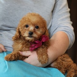 Adopt a dog:Coral/Goldendoodle/Female/15 weeks,Hi, my name is Coral. I am so excited I love to be around people, and you will enjoy being with me! I’m looking forward to meeting my new forever family. Could that be with you? I sure hope so. I am a gorgeous puppy with a personality to match. I am also up to date on my vaccinations and vet checked from head to tail, so when you see me, I will be as healthy as can be. What are you waiting for? I know I will be the best friend you have dreamed of.