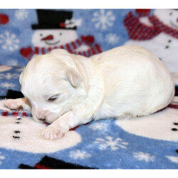 Adopt a dog:Alyssa/Maltese/Female/4 weeks,Let's go to the park to play! It'll be so much fun! I'm sorry; I forgot to introduce myself. I love playtime. We can nap when we are tired and play together during the day. I just went to the vet, and they made sure I was ready to go. Jump on board and we will have a blast together! Since I will be new in town, all I need is a person I can trust to show me the ropes. Will you be my mentor and show me around?