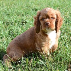 Garrison/Cocker Spaniel/Male/10 weeks