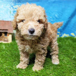 Adopt a dog:Cashier/Goldendoodle/Female/11 weeks,Do you need lots of cuddles and puppy kisses in your life? If you do, I'm the perfect fit for you! Some things I enjoy are playing with my siblings and hanging out with my humans. We can play, cuddle, and talk. I'm already planning all the fun dates. I am also up to date on my vaccinations and vet checked from head to tail, so when you see me, I will be as healthy as can be. Just let me know! I hope to hear from you soon!