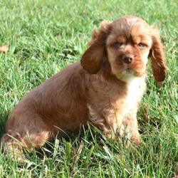 Adopt a dog:Garrison/Cocker Spaniel/Male/10 weeks,Your search has ended. Meet Garrison! He is the true definition of man’s best friend. He loves to play and is ready at any moment to play with you or his toys. Garrison has a very loving disposition and is looking for the perfect family to share that with. Could it be your family? He sure hopes so! He will come with a head-to-tail vet exam, puppy vaccinations, an AKC registration application, a microchip, and lots of puppy kisses to hand out! He has plenty to give out, trust us! He really hopes you are my new family because he is ready to meet you!