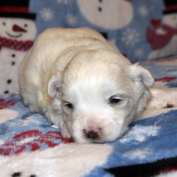 Adopt a dog:Alyssa/Maltese/Female/4 weeks,Let's go to the park to play! It'll be so much fun! I'm sorry; I forgot to introduce myself. I love playtime. We can nap when we are tired and play together during the day. I just went to the vet, and they made sure I was ready to go. Jump on board and we will have a blast together! Since I will be new in town, all I need is a person I can trust to show me the ropes. Will you be my mentor and show me around?