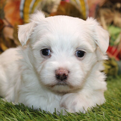 Jack/Morkie/Male/6 weeks