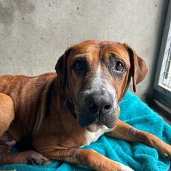Rick/Mastiff/Male/8 Years 5 Months,Hi there! I’m an 8-year-old Mastiff cross, and I’m ready to find my forever home! I’m a gentle boy who loves to hang out with people – there’s nothing quite like a wagging tail or a cheerful laugh to brighten my day. At my age, I still enjoy some playful moments, but I also appreciate a cozy spot to relax and watch the world go by. While I’m not as sprightly as I used to be, I still need some physical activity to keep me healthy—think leisurely walks with lots of sniffing and gentle play sessions. Mentally, I thrive on puzzle toys and training games to keep my mind sharp. I’m looking for a loving home where I can enjoy my golden years, surrounded by family, where I can share all the love I have to give. Lots of love, Rick xx -Must meet all children 