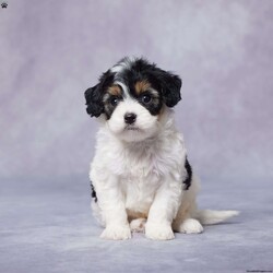 Fred/Cavapoo									Puppy/Male																/6 Weeks,Say hello to Fred, an adorable F1 Cavapoo with a heart full of love and a playful spirit! This sweet boy is ready to find his perfect forever home. Raised in a loving environment, Fred is well-socialized and will quickly become your new best friend. He’s been vet-checked, is up to date on vaccines and dewormer, and is microchipped to keep him safe and sound.