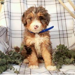 Tippy/Bernedoodle									Puppy/Male																/8 Weeks,Come and meet Tippy, a playful Bernedoodle puppy who loves to have fun! This adorable pup is socialized and being raised in a family with children. He comes home vet checked and up to date on shots and de-wormer, plus the breeders provide both a 30 day health guarantee and an extended genetic health guarantee when Tippy joins his new family. Hear more about this wonderful pup and schedule a visit by calling Aaron and Esther Kauffman today!