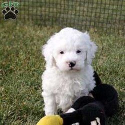 Tate/Mini Bernedoodle									Puppy/Male																/6 Weeks,Meet Tate! This cuddly Mini Bernedoodle puppy is vet checked & up to date on shots & wormer, plus comes with a health guarantee provided by the breeder! Tate is well socialized & can’t wait to join in on all the fun at your place. If you would like more information on this happy-go-lucky pup, please contact Wilmer Stoltzfus today!