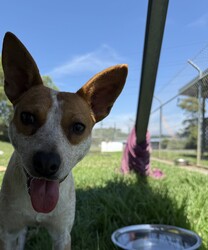 Sypha/Australian Stumpy Tail Cattle Dog/Female/1 Year 2 Months,Hi there! My name is Sypha, and I’m a spirited cattle x puppy looking for my forever home. I’m about a year old and although I'm on a little on the shy side, I’m full of energy and curiosity about the world. I love to explore and play, and I’m eager to learn all about being a great companion. I’m hoping to find a family that understands my breed and can help me thrive! One important thing about me is that I need to meet any potential furry siblings before making a final decision. Ideally, I would do best with a calmer dog in the home. I’m a little sensitive to boisterous dogs so having a gentle companion would help me feel more at ease. If you have other dogs, let’s make sure we’re a good match! I also would do best in a home with children over the age of 12. I enjoy being around people, but my playful nature can be a bit much for little ones, and I can get overwhelmed easily. I want to be sure that everyone feels comfortable and happy, so older kids would be perfect for me! As a cattle dog mix, I have a lot of energy, and I need both indoor and outdoor access to keep me active and engaged. I thrive in environments where I can run around and explore. A yard to play in would be a dream, but I also love going for walks and sniffing out new adventures. It would be great if you have some knowledge about cattle breeds, as I can exhibit breed-typical behaviors. Together, we can set me up for success! *Must meet all dogs *Breed knowledge *Indoor/outdoor access *No children under 12 years *Ongoing training