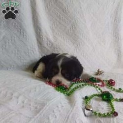 BIITZEN/Cavalier King Charles Spaniel									Puppy/Male																/6 Weeks,LOOK At ME! ARE YOU LOOKING For the PERFECT Christmas gift? A healthy happy friendly fluffy puppy.Retired farmers who spend lots of time with our fluffy friends.come meet me or I can be transported to your front door for a small additional fee. Text or call for more info.