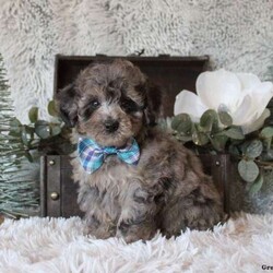 Bennett/Miniature Poodle									Puppy/Male																/7 Weeks