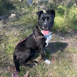 Boots/American Staffordshire Terrier/Female/2 Years 11 Months,Hi I’m Boots, and I’m soooo excited to meet my new family!  I am currently living with my awesome 