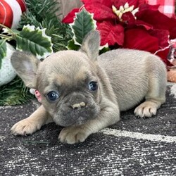 Adopt a dog:Dacey/French Bulldog/Female/6 weeks,Well, hello there! I am a little heartthrob. I’ve been told that I am extremely playful and peppy, loads of fun, personable, oh and I like to be spoiled. I am excited and ready to pack my bags for all the impromptu walks we will have together. Trust me! You need me in your life, as much as I need you in mine. Will you take me home with you? Then call now, before someone else does.