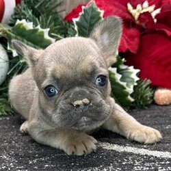 Adopt a dog:Dacey/French Bulldog/Female/6 weeks,Well, hello there! I am a little heartthrob. I’ve been told that I am extremely playful and peppy, loads of fun, personable, oh and I like to be spoiled. I am excited and ready to pack my bags for all the impromptu walks we will have together. Trust me! You need me in your life, as much as I need you in mine. Will you take me home with you? Then call now, before someone else does.