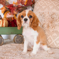 Adopt a dog:Waneta/Cavalier King Charles Spaniel/Female/13 weeks,Hello! My name is Waneta! Am I not the cutest puppy you have ever seen? That is what everyone keeps telling me. Not only am I cute, but I also have a great personality too. Before arriving home, I will be up to date on my vaccinations and be pre-spoiled. I will make the perfect best friend and companion! So, what are you waiting for? Choose me today!