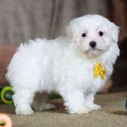 Adopt a dog:Nolan/Maltese/Male/8 weeks,Hi! I am the keeper of all squeaky toys. If it’s on the floor, I own it. If it has peanut butter on it, then yes, I probably licked it. I am a confident little pup, and I plan to win the hearts of all I meet. I like belly rubs, lots of hugs and pats on the head, so I know when I’m being good. I’ll be up to date on my vaccinations and vet checks, so I plan on being a loyal and healthy companion to my new family. I'll be here with my squeaky toys and peanut butter, waiting for your call! Don't miss out on me!