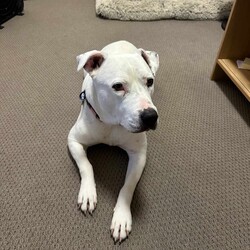 Snow/Staffordshire Bull Terrier/Female/5 Years 4 Months,Hi there, I'm Snow – Don't let my name fool you because I am sure to warm your heart!  