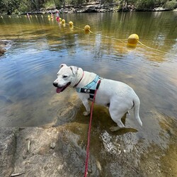 Snow/Staffordshire Bull Terrier/Female/5 Years 4 Months,Hi there, I'm Snow – Don't let my name fool you because I am sure to warm your heart!  