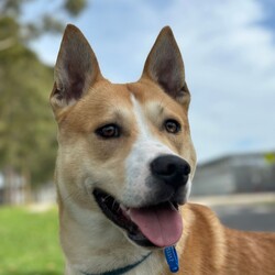 Bingo/American Staffordshire Terrier / Siberian Husky/Male/1 Year 7 Months,Hi there! My name is Bingo, and I’m a lovable Husky x Staffy mix with a heart full of adventure and a lot of love to give. I’m looking for a special person (or people) who can help me settle into my forever home. I’d love a family who’s home more often than not, as I’m still working on my alone-time skills and need someone patient who can help me build on that. I do much better when I have company, so I’d thrive in a home where I’m not left alone for too long. A secure fence is a must for me – I’m a curious guy, and I need to be kept safe in my yard so I don’t wander off on my adventures. I also really appreciate having indoor/outdoor access so I can choose where I want to hang out, whether it’s inside for a nap or outside soaking up the sunshine. I like other dogs! I do tend to get frustrated when meeting other dogs for the first time and will need help along the way with socialising. So if you already have a four-legged friend at home, please arrange to bring them so we can meet and make sure we can be friends. Also, no pocket pets or cats for me, please. I’m just too interested in chasing them, and I’d rather not cause any stress in the household. When it comes to kids, I think older children (12 and up) would be the best fit for me. I love a good play session, but I can get a little too excited and might accidentally knock over younger ones in the process. I do better with people who understand my need for space and know how to give me a little room when I’m feeling overwhelmed. If you’re looking for a fun, loyal companion who’s ready to share some good times with you, I’d love to meet you! Let’s see if we’re a good match! 