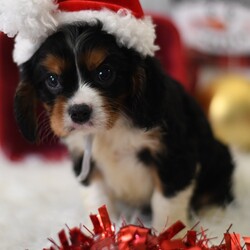 Jolly/Cavalier King Charles Spaniel/Female/6 weeks