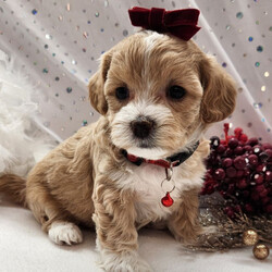 Stella/Maltipoo/Female/6 weeks