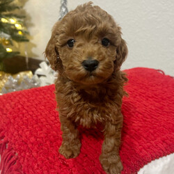 Jenny/Poodle/Female/7 weeks