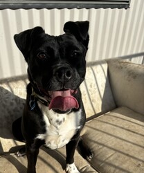 Boots/American Staffordshire Terrier/Female/2 Years 11 Months,Hi I’m Boots, and I’m soooo excited to meet my new family!  I am currently living with my awesome 