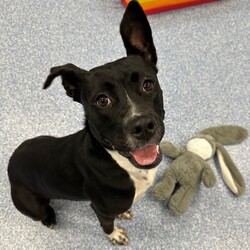 Boots/American Staffordshire Terrier/Female/2 Years 11 Months,Hi I’m Boots, and I’m soooo excited to meet my new family!  I am currently living with my awesome 