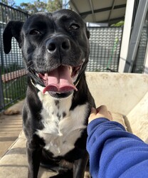 Boots/American Staffordshire Terrier/Female/2 Years 11 Months,Hi I’m Boots, and I’m soooo excited to meet my new family!  I am currently living with my awesome 