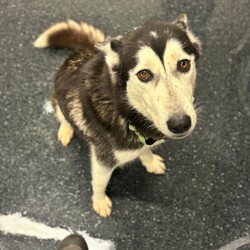 Shasta/Siberian Husky/Female/4 Years 1 Month,Hi there! I’m Shasta, a spirited Husky with a heart full of love and a passion. At first glance, you’ll notice my beautiful brown eyes that seem to sparkle with excitement. I’m looking for a forever home where I can be the best lady I can be. Being the unique breed that is a husky it will be best I have a family that has breed knowledge and is ready for the responsibility of the best breed around town! First and foremost, I'm a people dog. Your company and companionship is what I enjoy most! I can be a little shy at first so it will be best that if there are children in the home that are a bit older and understand giving me the space I need to get comfy. Being a people dog, I will also need a family that is ready for me to be apart of their lifestyle and is home more often than not. I've also made some doggie friends during my stay at the RSPCA. I would enjoy walks with nice doggies and perhaps making some doggy friends too for playdates. However, I'd like to be your only dog at home as I enjoy my personal space and having my belongings to myself! If you think we’d be a great match, I can’t wait to meet you! I am currently living my best live at one of RSPCAs training centres so please fill out an expression of interest by clicking  Recommendations: