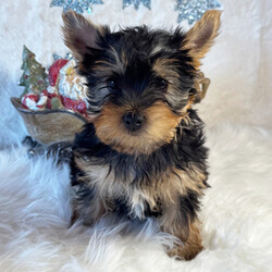 Adopt a dog:Andy/Yorkshire Terrier/Male/10 weeks,Hi there! A picture is worth a thousand words and I'm sure that's why you clicked on me! I'm a beautiful puppy with a great disposition. I have wonderful parents that have started teaching me how to be a great companion. I hope to come home to you soon, so I can show you what I've learned. I will come home to you up to date on my vaccinations and vet checked. I'm waiting for you to pick me. You will not regret it!