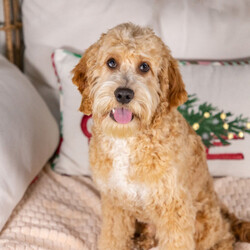 Adopt a dog:Eden/Cockapoo/Male/30 weeks,Yes, that is me in the pictures! Yes, I am just as cute in person, if not even cuter! You don't have to bother looking anymore because I know that I am the one for you. I will be the very best friend that you have ever had! I'm fun-loving and sweet, so we will have lots of great times together. I am also smart and obedient, so I will impress all of your friends when you show me off to them. Wouldn't you just love to take me home? I know I can't wait to meet you!