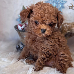 Adopt a dog:Mickey/Poodle/Male/8 weeks,Hey! My name is Mickey and I'm ready for you to pick me up, so that I can brighten up our home! I'm full of life and fun. I can be the best movie, walking, and cuddle buddy that you will ever come across! Both of my parents are exceptional examples of our breed. I will arrive to you healthy and with my vaccinations up to date, before wiping my paws on our welcome mat. Ready for a lifelong best friend? Well, I'm ready for my forever family!