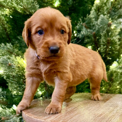 Adopt a dog:Eve/Golden Retriever/Female/6 weeks,I have a lot of adventures planned for you and me. Are you the lucky one for me? I sure hope so! My name is Eve and I’m a cutie. I love to share, and I’m good at it, too. If you like, you can cuddle with me in my doggy bed on those cold nights. I’ll make plenty of room for the you. You can take me for long walks, as I’m always on my best behavior. I’ll be center of attention with my shiny coat and brilliant personality. When I arrive to my new home, I will be up to date on my puppy vaccinations and vet checked from head to tail. Don’t miss out on me!