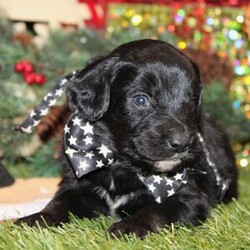 Adopt a dog:Emmett/Aussiedoodle/Male/6 weeks,Hi, my name is Emmett. I am so excited I love to be around people, and you will enjoy being with me! I’m looking forward to meeting my new forever family. Could that be with you? I sure hope so. I am a gorgeous puppy with a personality to match. I am also up to date on my vaccinations and vet checked from head to tail, so when you see me, I will be as healthy as can be. What are you waiting for? I know I will be the best friend you have dreamed of.