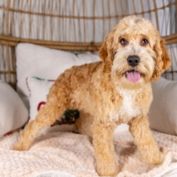 Adopt a dog:Eden/Cockapoo/Male/30 weeks,Yes, that is me in the pictures! Yes, I am just as cute in person, if not even cuter! You don't have to bother looking anymore because I know that I am the one for you. I will be the very best friend that you have ever had! I'm fun-loving and sweet, so we will have lots of great times together. I am also smart and obedient, so I will impress all of your friends when you show me off to them. Wouldn't you just love to take me home? I know I can't wait to meet you!