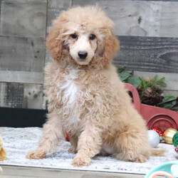 Adopt a dog:Brooke/Poodle/Female/17 weeks,Are you looking for the best puppy ever? Well, you found me! I am the best! How do I know? Well, just look at me. Aren't I adorable? Also, I come up to date on my vaccinations and vet checked from head to tail, so not only am I cute, but healthy too! I promise to be on my best behavior when I'm with my new family. I'm just a bundle of joy to have around. So, hurry and pick me to show off what an excellent puppy you have!