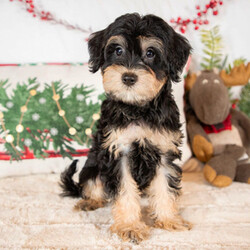 Adopt a dog:Conner/Schnoodle/Male/11 weeks,Hi! My name is Conner and there is no need to look any further because I am the one for you! I promise to brighten your every morning with puppy kisses and snuggle with you every night. I have the nicest coat that just begs to be petted. I have a secret to share with you, too. I absolutely love to have my tummy rubbed! I love it so much that I will melt in your arms while you do it. Don't you want me to be the newest addition to your family? I will have a complete nose to tail vet check, and my vaccinations will also be up to date. Choose me and I promise to make a lifetime of memories with you. I can't wait to leap in your arms and be yours forever!