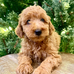 Adopt a dog:Hank/Poodle/Male/11 weeks,I have a lot of adventures planned for you and me. Are you the lucky one for me? I sure hope so! My name is Hank and I’m a cutie. I love to share, and I’m good at it, too. If you like, you can cuddle with me in my doggy bed on those cold nights. I’ll make plenty of room for the you. You can take me for long walks, as I’m always on my best behavior. I’ll be center of attention with my shiny coat and brilliant personality. When I arrive to my new home, I will be up to date on my puppy vaccinations and vet checked from head to tail. Don’t miss out on me!