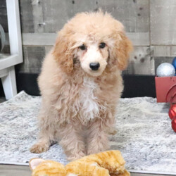 Adopt a dog:Brooke/Poodle/Female/17 weeks,Are you looking for the best puppy ever? Well, you found me! I am the best! How do I know? Well, just look at me. Aren't I adorable? Also, I come up to date on my vaccinations and vet checked from head to tail, so not only am I cute, but healthy too! I promise to be on my best behavior when I'm with my new family. I'm just a bundle of joy to have around. So, hurry and pick me to show off what an excellent puppy you have!