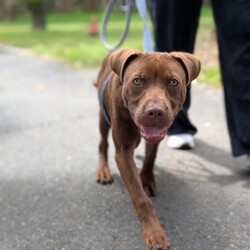Darnell/Staffordshire Bull Terrier / Rhodesian Ridgeback/Male/8 Months,Hi, I'm Darnell! Let me tell you, I'm the cutest puppy around these parts! I have a lovely squishy wrinkly face that you will just fall in love with, the handlers at the shelter think I'm an absolute delight! I'm full of puppy love ready to take on the world and find a loving family I can call my very own. Ideally, I'd love a big secure yard to play with my toys in, cozy warm sleeping spots, lots of delicious food to keep me growing big and strong, and lots of attention and silly games to keep me busy! If you are ready for a whirlwind of cuteness, come and see me, I bet you will fall in love within seconds! I didn't have the best start to life and I find life quite overwhelming, so I'm on some special medication that helps with that. You will need to have a conversation with my vets before being able to adopt me. If you'd like to meet me, please call the Coffs Harbour shelter today! You will need to bring down all members of the household as well as any dogs when you come to meet me. XX Darnell